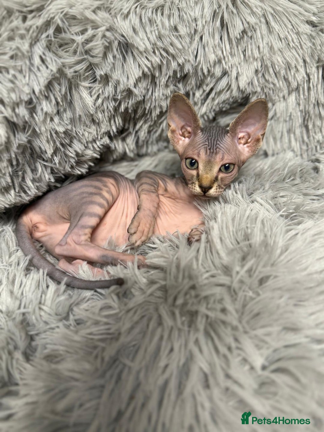 Sphynx cats for sale: TICA Reg Sphynx Kittens, Extensive Genetic Testing - Advert 26