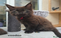 Maine Coon cats for sale: Maine Coon Kittens Polydactyl Russian line - Image 2