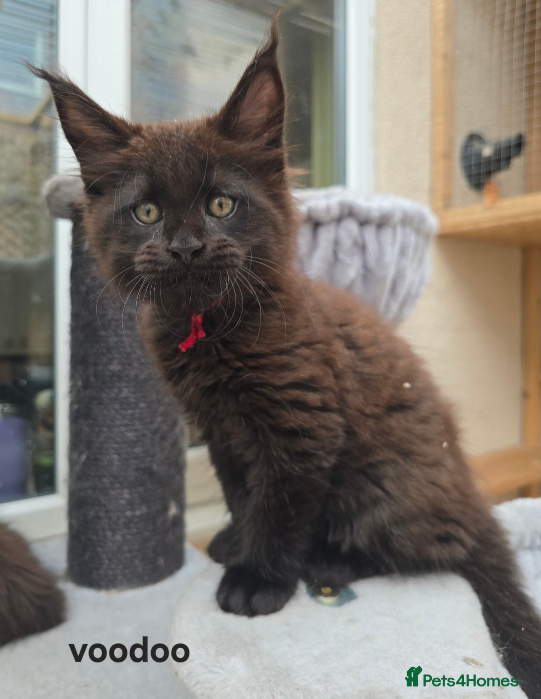 Maine Coon cats for sale: Maine Coon Kittens Polydactyl Russian line - Image 2