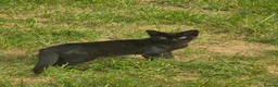 British Shorthair cats for sale: Black Kittens  in Wembley - Advert 2