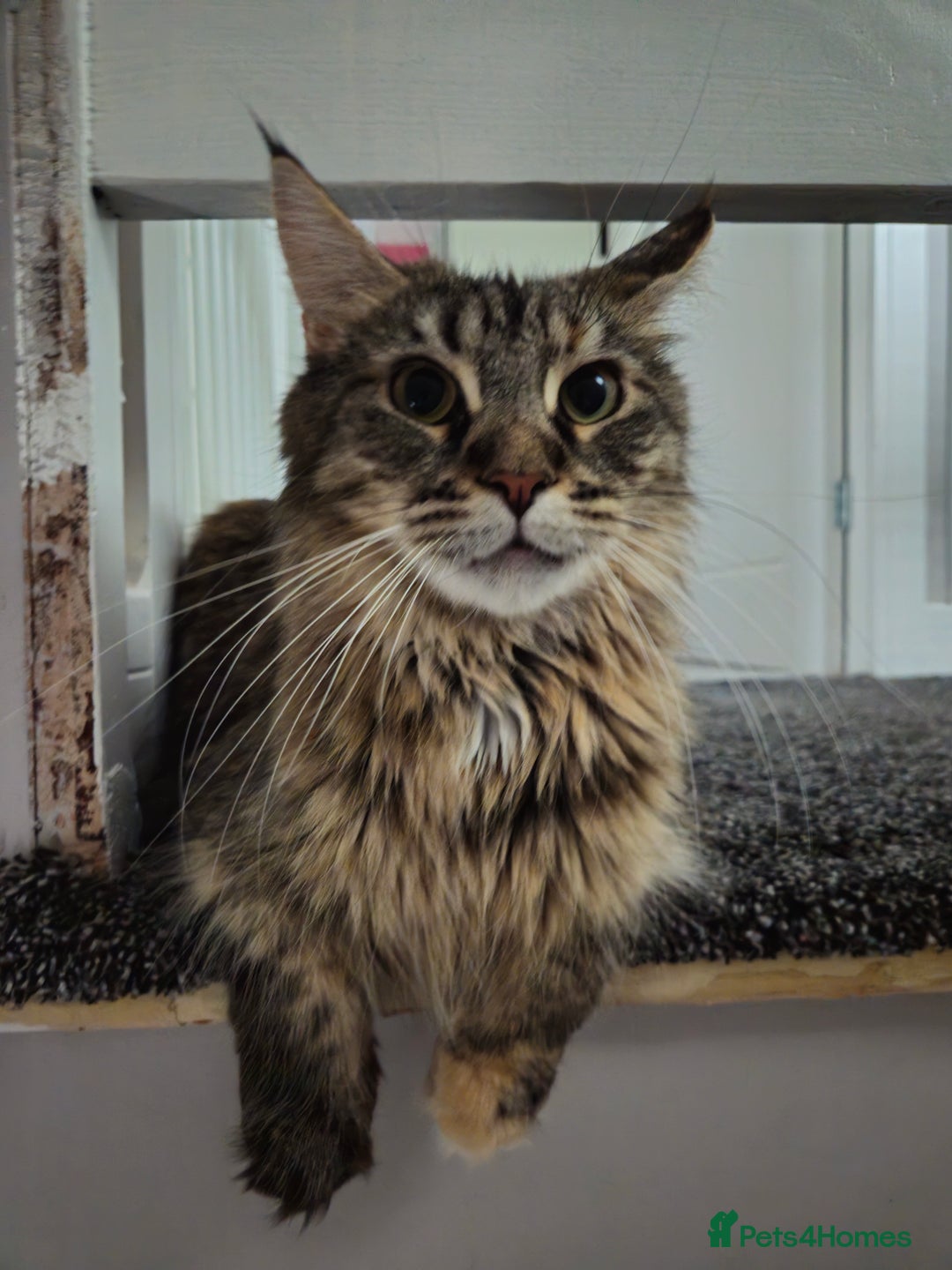 Maine Coon cats for sale: 2 Maine Coon Kittens  - Advert 1