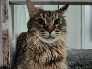 Maine Coon cats 2 Maine Coon Kittens - Advert 1