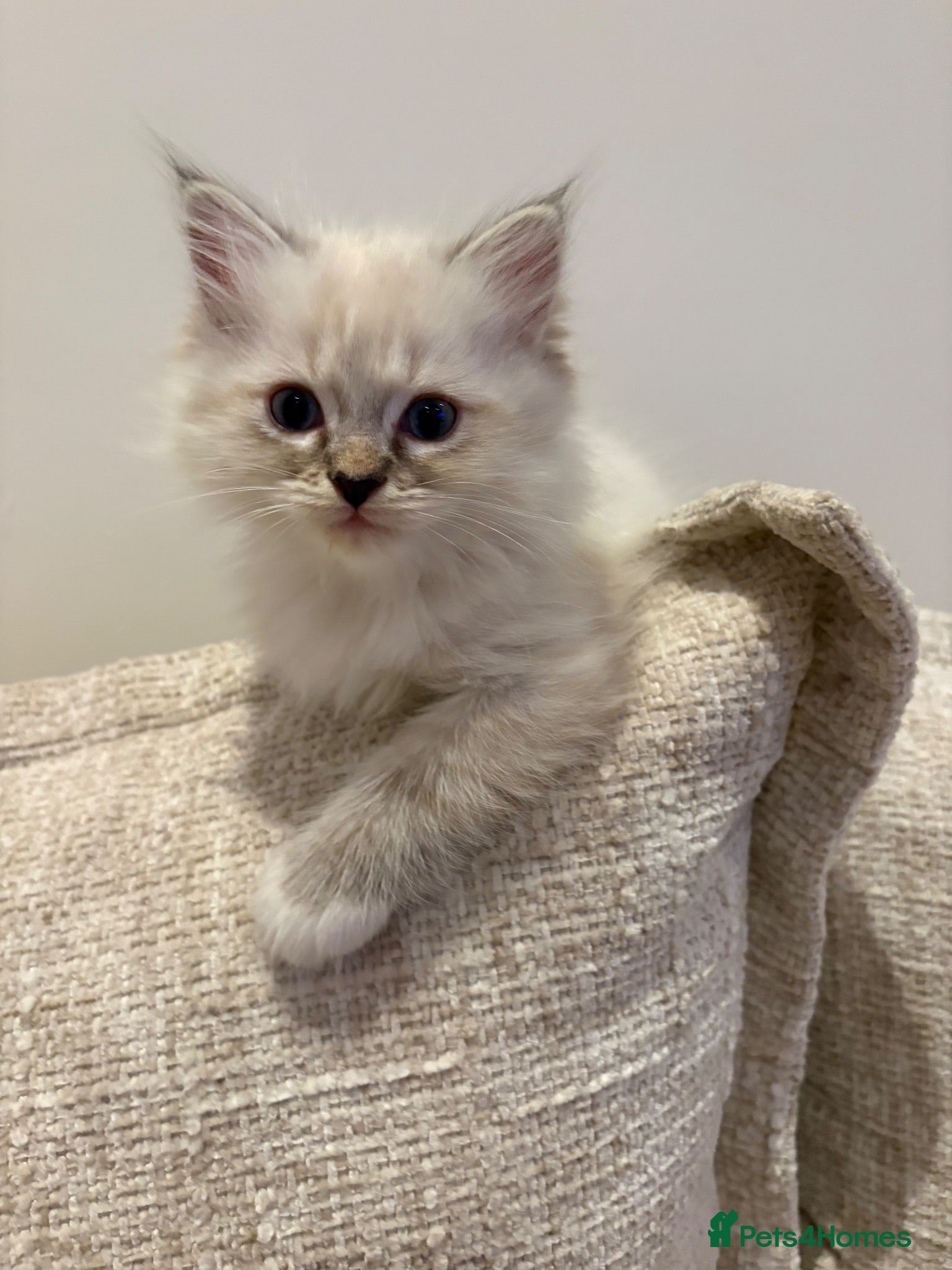 Ragdoll cats last fluffy boy Ragdoll SOLD - Advert 5