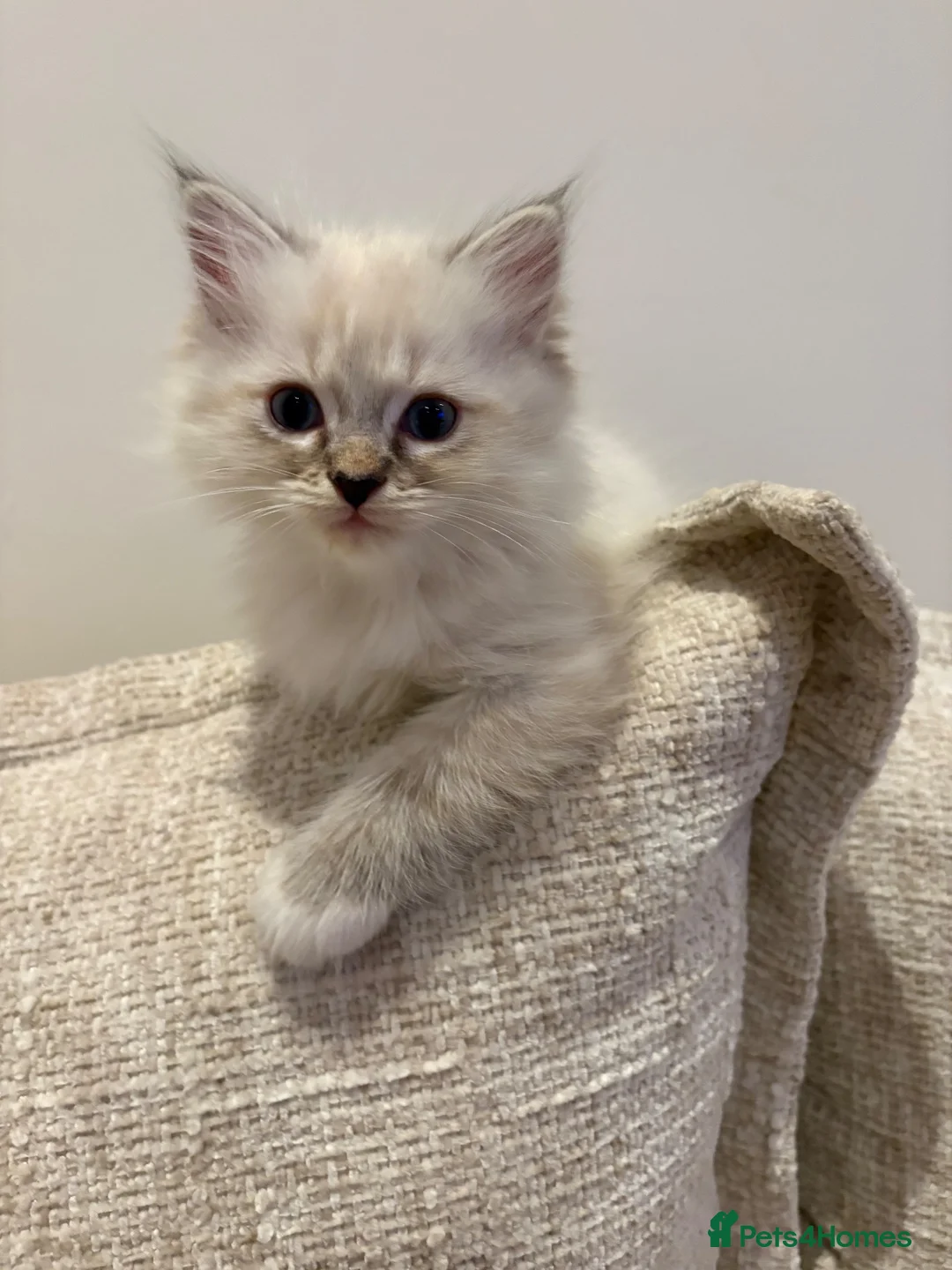 Ragdoll cats for sale: last fluffy boy Ragdoll SOLD - Advert 1