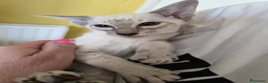 Siamese Kitten 9