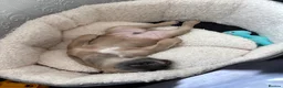 French Bulldog dogs for sale: 14 week old French bulldog puppy  in Sutton-in-Ashfield - Advert 6