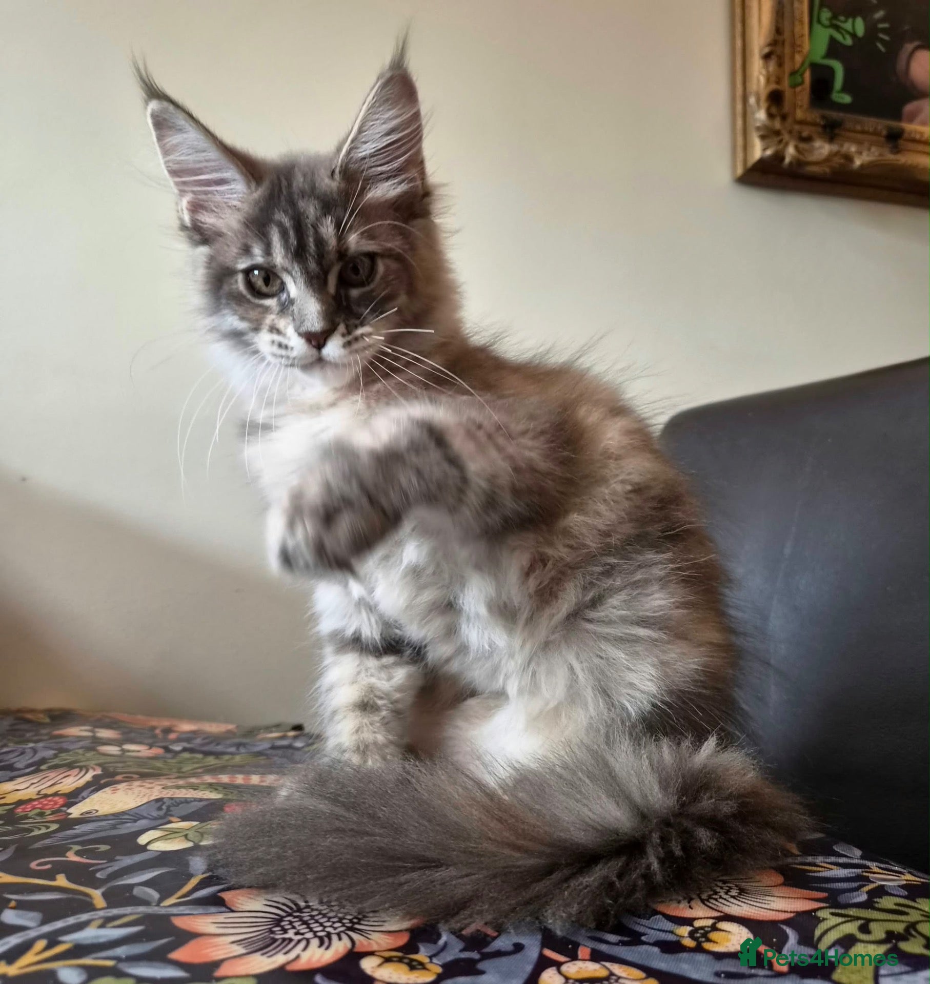 Maine Coon cats 🔥 CHAMPION RUSSIAN LINE XXL MAINE COON — EMBER 🔥 - Advert 14