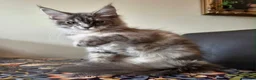 Maine Coon cats for sale: 🔥 CHAMPION RUSSIAN LINE XXL MAINE COON VACCINATED - Advert 1
