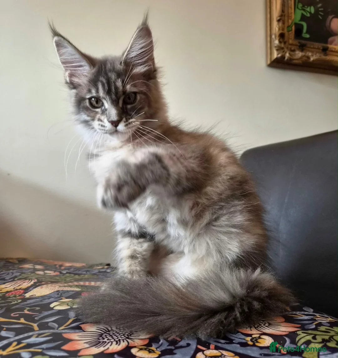 Maine Coon cats for sale: 🔥 CHAMPION RUSSIAN LINE XXL MAINE COON VACCINATED - Advert 1