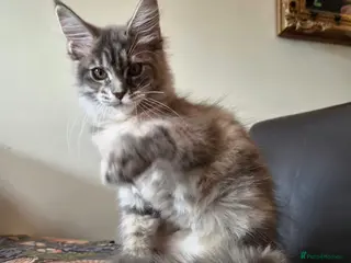 Maine Coon cats 🔥 CHAMPION RUSSIAN LINE XXL MAINE COON — EMBER 🔥 - Advert 14