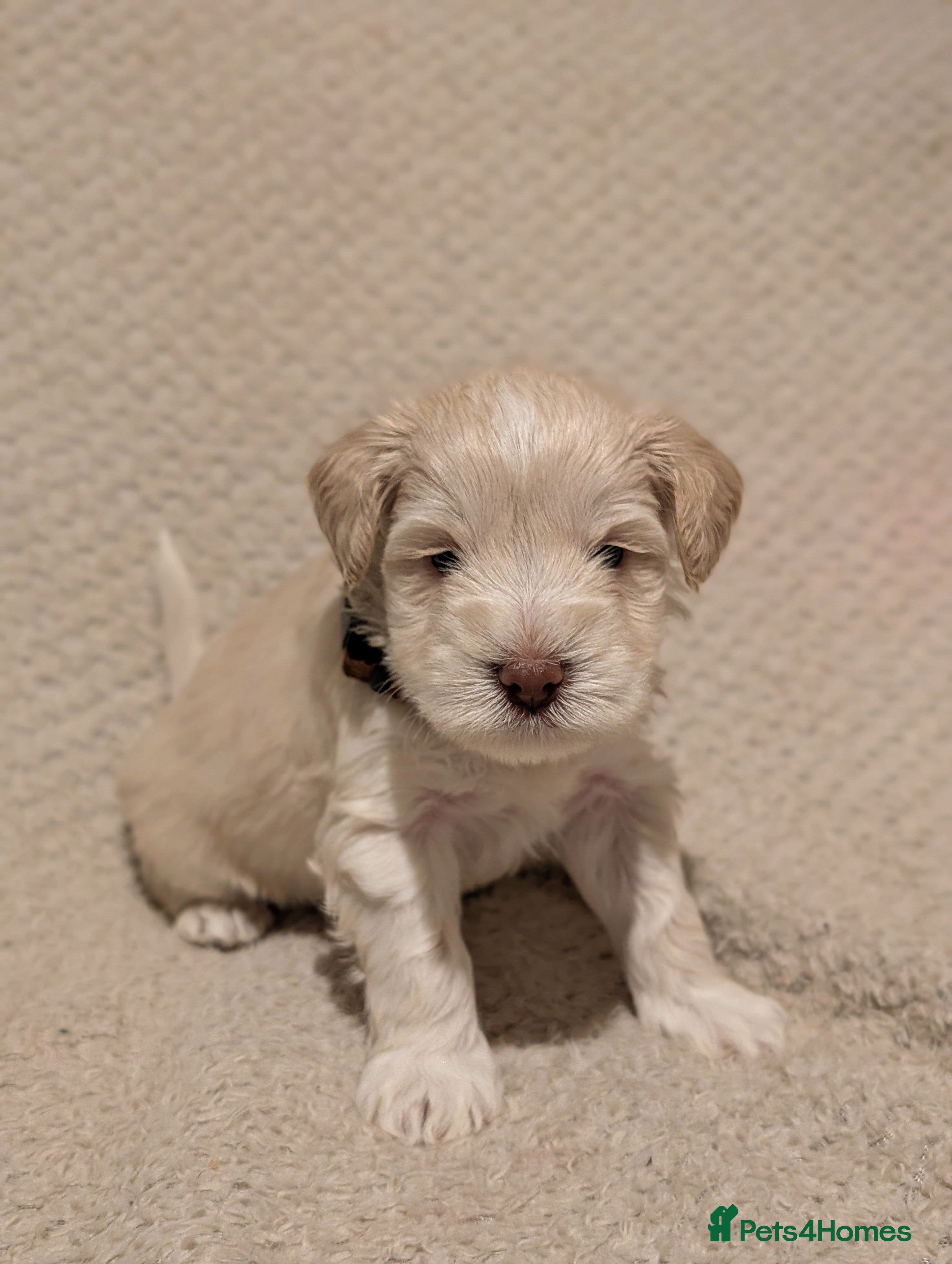 Miniature Schnauzer dogs KC Reg Rare Wheaten Miniature Schnauzers - Advert 12