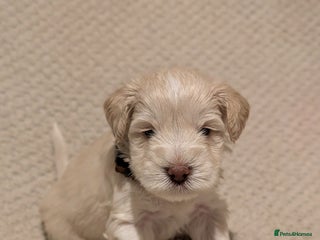 Miniature Schnauzer dogs KC Reg Rare Wheaten Miniature Schnauzers - Advert 5