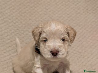 Miniature Schnauzer dogs KC Reg Rare Wheaten Miniature Schnauzers - Advert 2