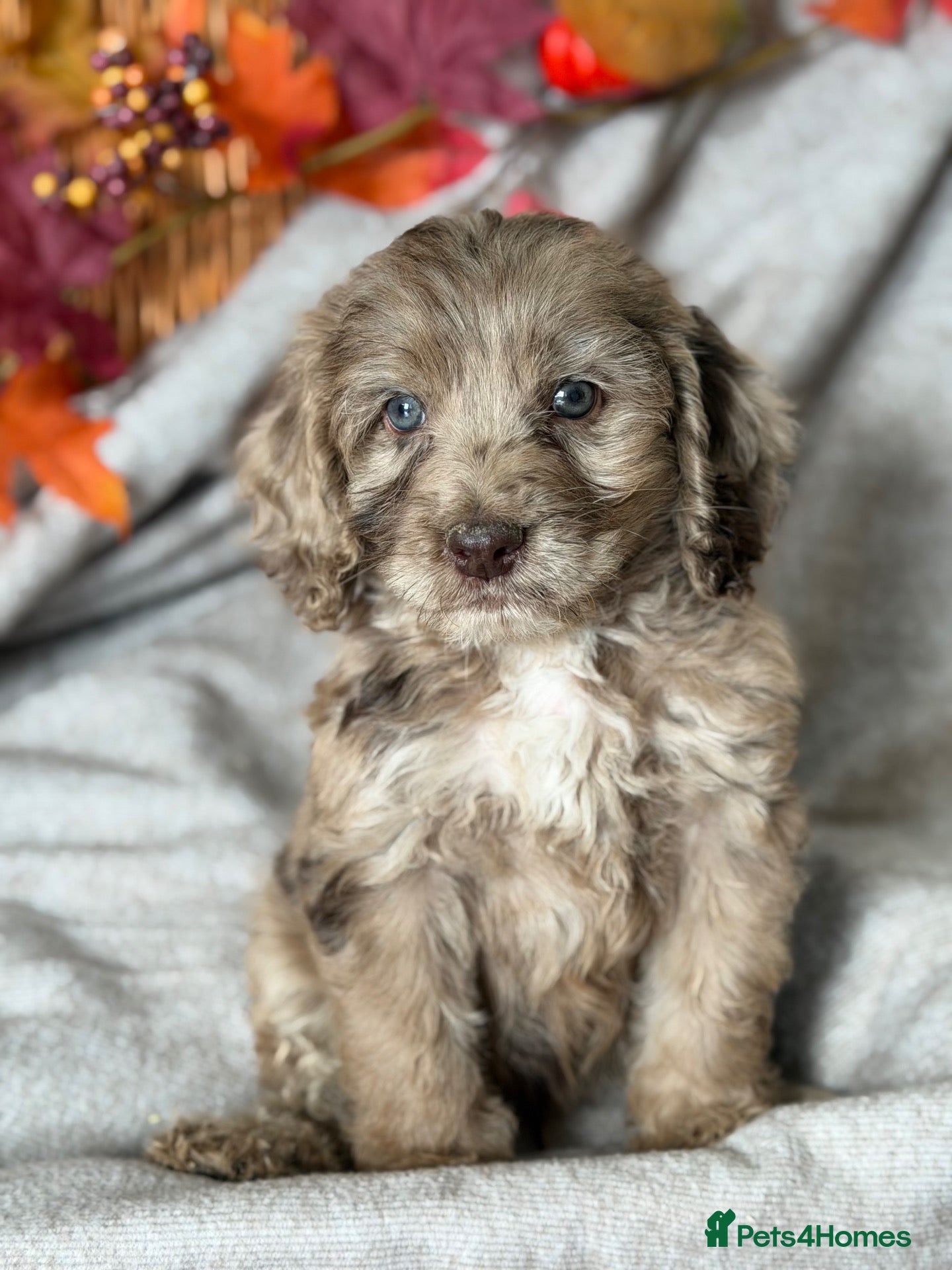 Cockapoo dogs Cockapoo puppies - Advert 7