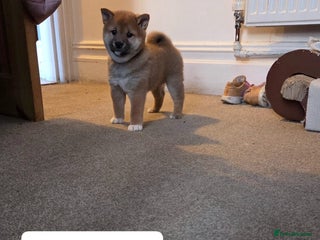 Japanese Shiba Inu dogs Puppy Shiba inu female - Advert 4