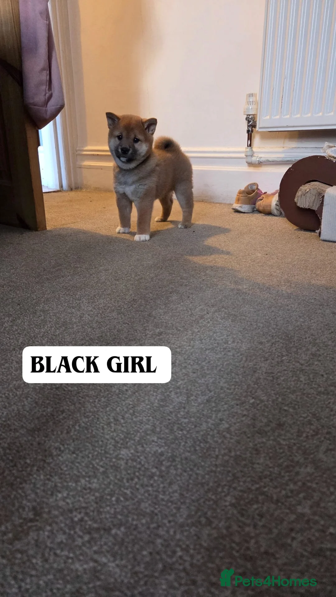 Japanese Shiba Inu dogs for sale: Puppy Shiba inu female - Advert 9