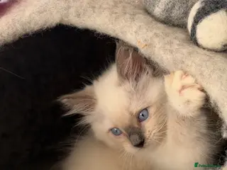 Ragdoll cats Stunning ragdoll kittens can go home now - Advert 1