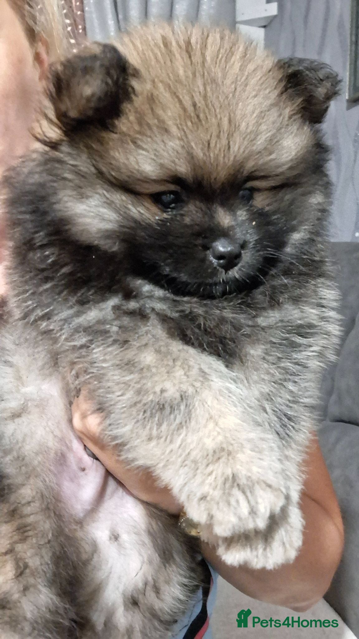 Pomeranian dogs 1 beautiful pom boy waiting for 4ever home🥰 - Advert 4
