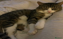 Mixed Breed cats for sale: Kittens for sale - Image 7