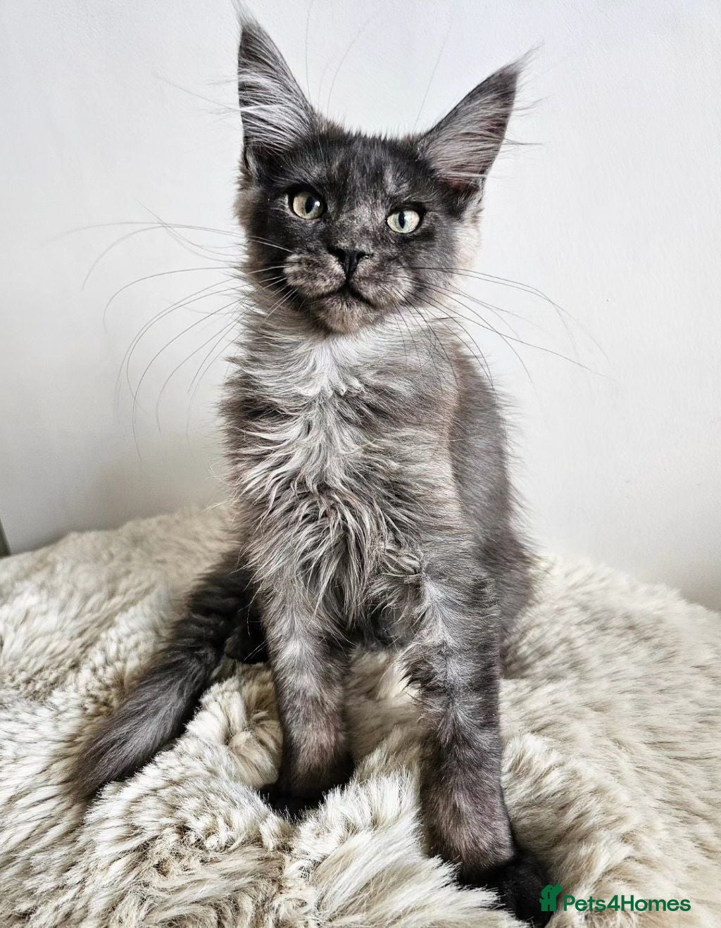 Maine Coon cats Beautiful Maine Coon kittens  - Advert 1