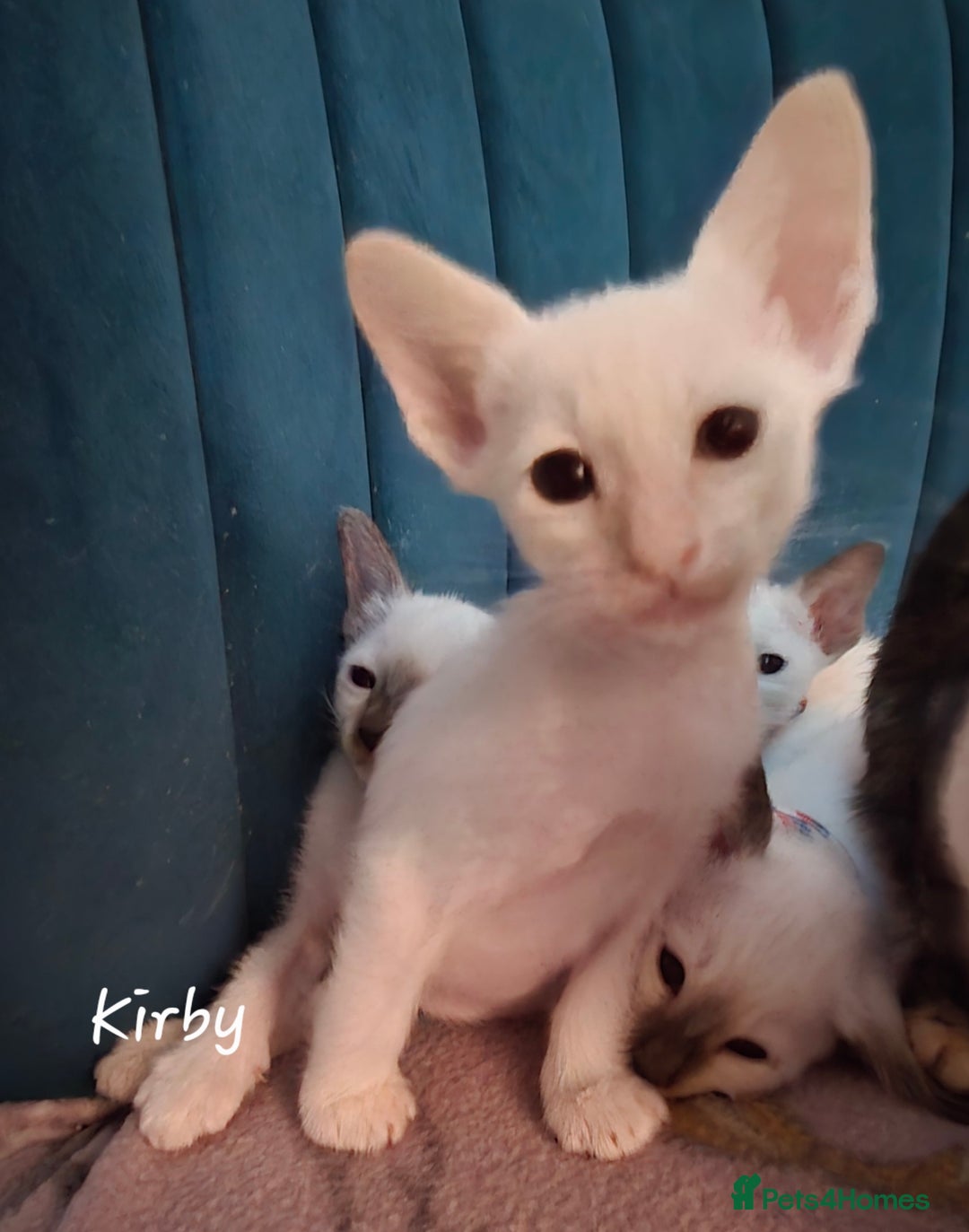 Balinese cats for sale: 8 supersoft purebred GCCF reg Balinese variants - Image 6