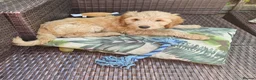 Cockapoo dogs for sale: Gorgeous Cockapoo pups - Ready now!!! - Advert 4
