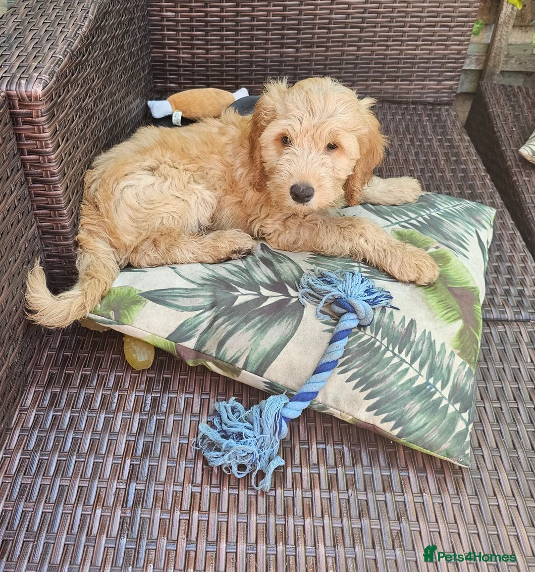 Cockapoo dogs for sale: Gorgeous Cockapoo pups - Ready now!!! - Advert 2