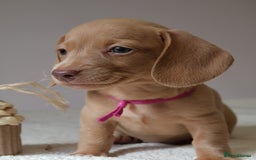 Miniature Dachshund dogs for sale: 🌟5StarsLicense+Holistic+KC+VetCheck+PRAClear - Image 17