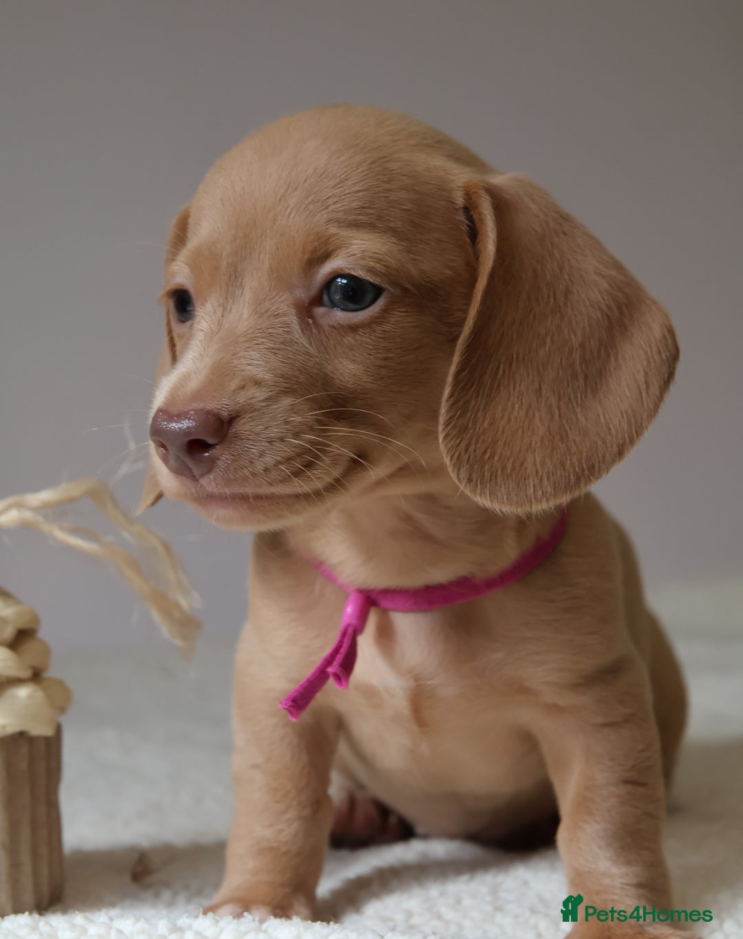 Miniature Dachshund dogs for sale: 🌟5StarsLicense+Holistic+KC+VetCheck+PRAClear - Image 17