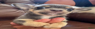 Chihuahua 1