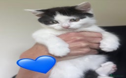 Mixed Breed cats for sale: Gorgeous litter of kittens British Blue X - Image 2