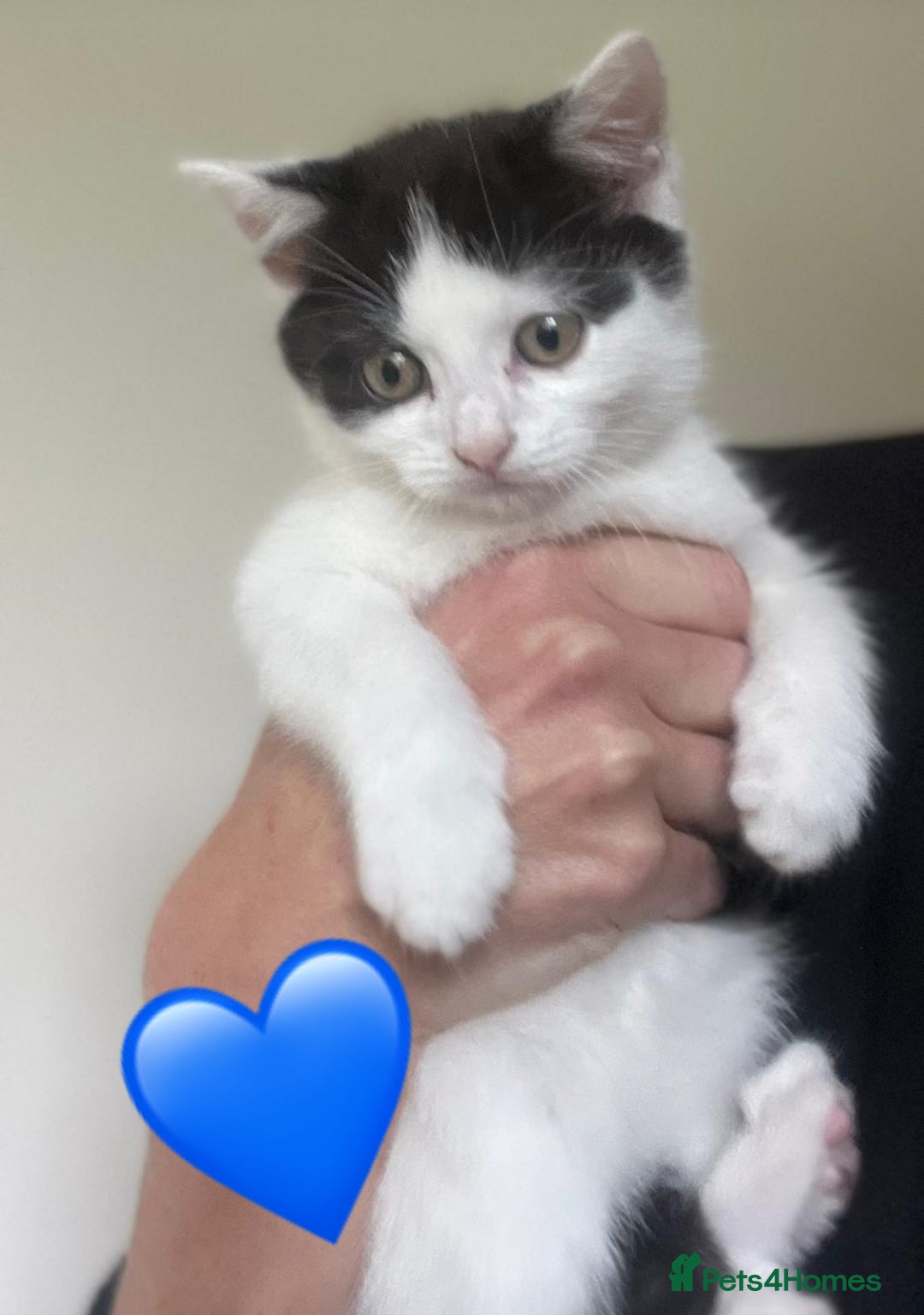 Mixed Breed cats for sale: Gorgeous litter of kittens British Blue X - Image 2
