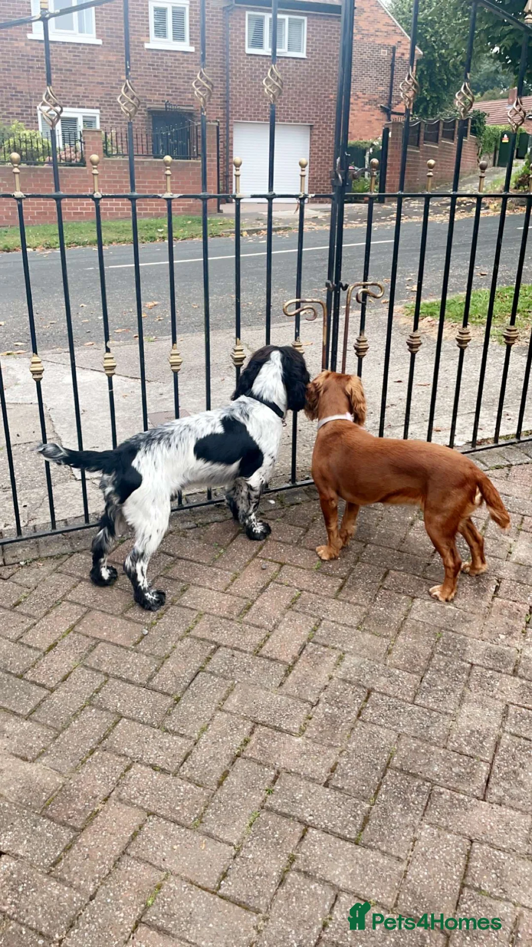 Sprocker dogs for stud: Twice proven handsome Sprocker available for stud in Mexborough - Advert 5