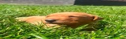 Labrador Retriever dogs for sale: 2 Fox Red Labs - Advert 9