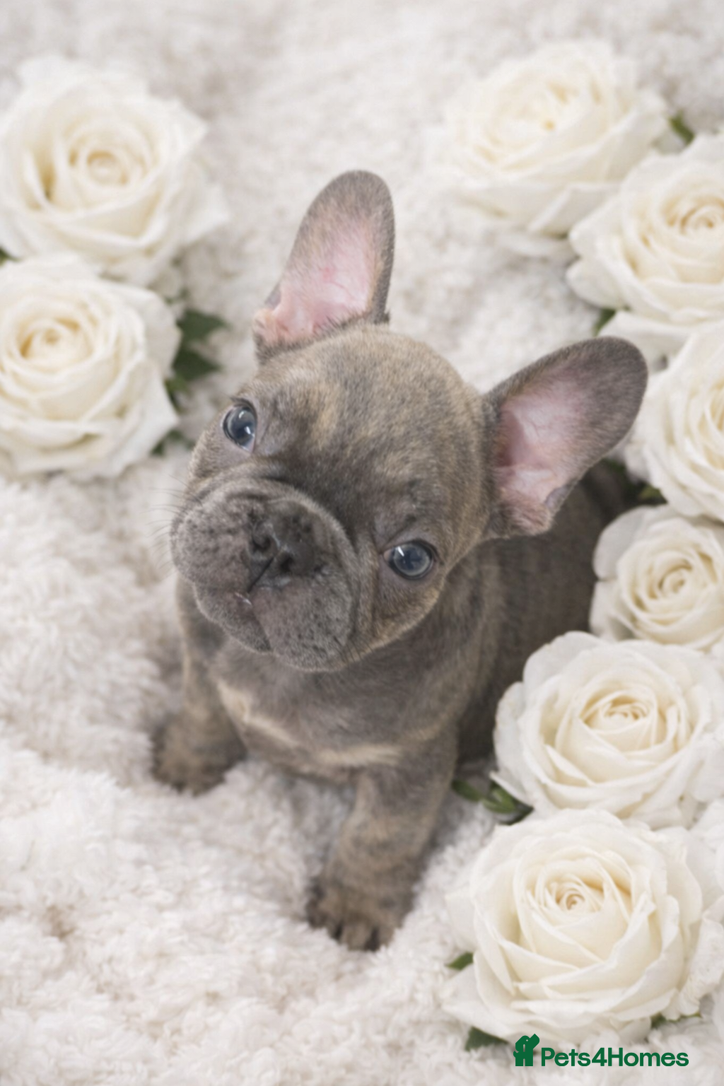 French Bulldog dogs DISCOUNTED!!! FRENCHIE PUPS 1 male 1 female!!! - Advert 11