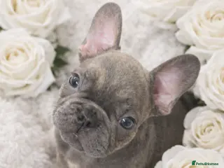 French Bulldog dogs DISCOUNTED!!! FRENCHIE PUPS 1 male 1 female!!! - Advert 11