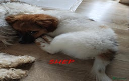 Jack Russell dogs for sale: JACK RUSSEL X PUPPIES ONLY 1 LEFT - Image 13