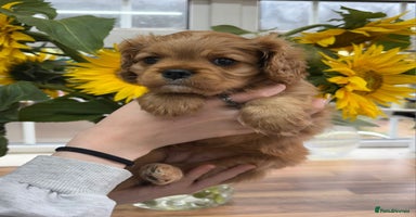 Cavalier King Charles Spaniel dogs - Advert 12