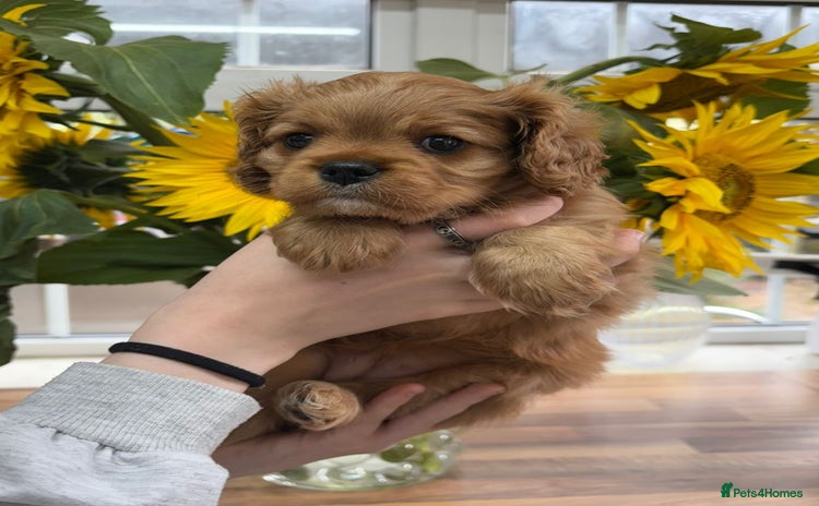 Cavalier King Charles Spaniel dogs - Advert 1
