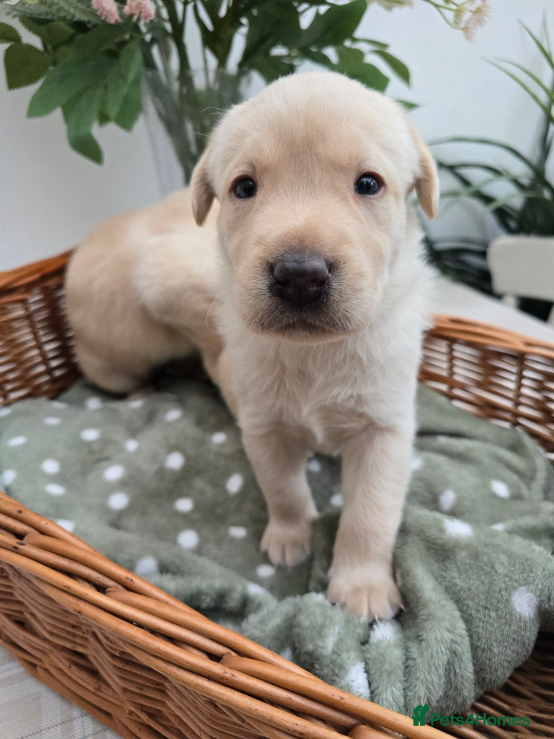Labrador Retriever dogs for sale: Stunning Labrador retriever puppies  - Image 2