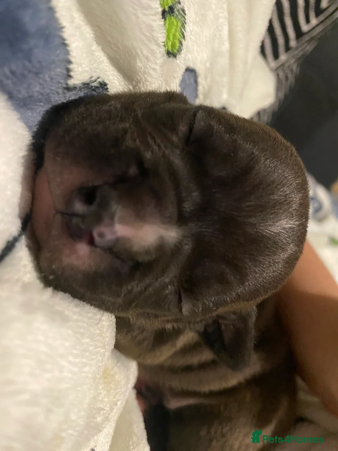 American Bully dogs for sale: American Pocket bully’s puppies  - Advert 31