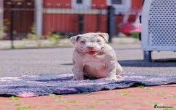 American Bully dogs for sale: POCKET BULLY PUPS AVAILABLE 🩷 - Image 3