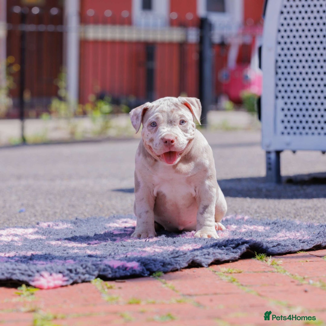 American Bully dogs for sale: POCKET BULLY PUPS AVAILABLE 🩷 - Image 3