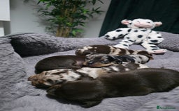 Miniature Dachshund dogs for sale: Stunning Miniture Dachshund pups for sale - Advert 2