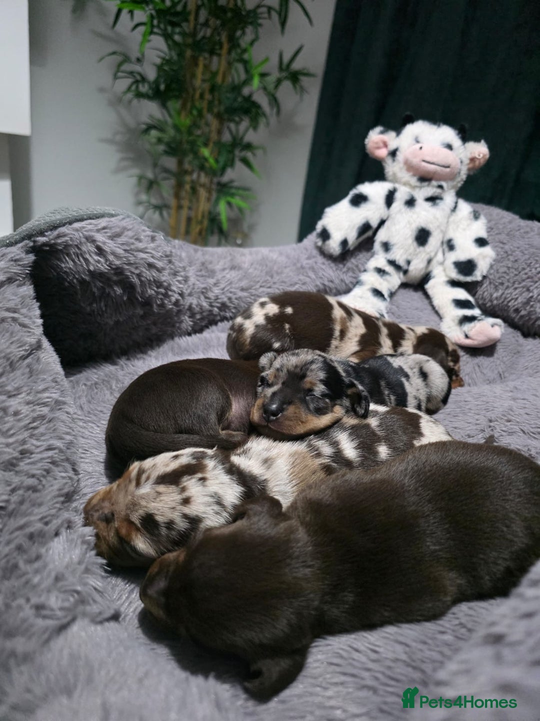 Miniature Dachshund dogs for sale: Stunning Miniture Dachshund pups for sale - Advert 2