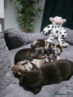 Miniature Dachshund dogs Stunning Miniture Dachshund pups for sale - Advert 6