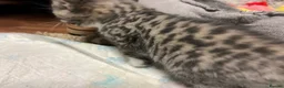 Mixed Breed cats for sale: Stunning Ragdoll / Bengal Mixed Kittens in Shipley - Advert 7