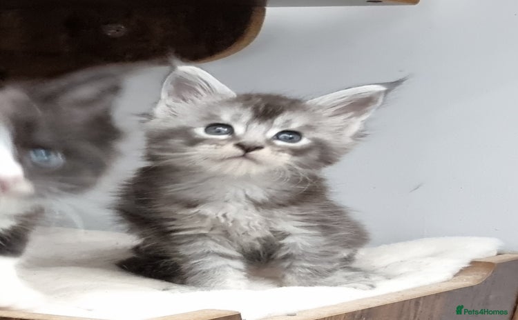 Maine Coon cats - Advert 9
