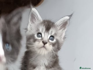 Maine Coon cats - Advert 13