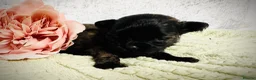 Chihuahua dogs for sale: Maltipoo x chihuahua  - Advert 8